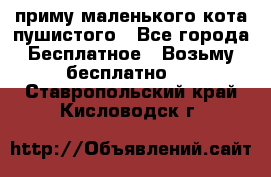 приму маленького кота пушистого - Все города Бесплатное » Возьму бесплатно   . Ставропольский край,Кисловодск г.